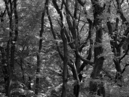 DANIEL WEIGEL — photographer.